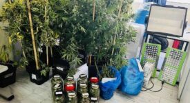 Σύλληψη καλλιεργητή ναρκωτικών στην Αθήνα                                                                                275x150