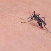 Περιφέρεια Στερεάς Ελλάδας: Η καταπολέμηση των κουνουπιών είναι υπόθεση όλων μας                  180x180