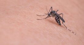 ΕΟΔΥ: Προφυλαχθείτε από τα κουνούπια                  275x150