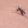 ΕΟΔΥ: Προφυλαχθείτε από τα κουνούπια                  55x55