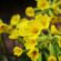Ιωάννινα: Εισήλθε παράνομα στη χώρα και μάζεψε 47,5 κιλά προστατευόμενο αρωματικό φυτό primula 55x55