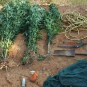 Συνελήφθη καλλιεργητής κάνναβης στην Ηλεία                                                                                  180x180