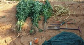 Συνελήφθη καλλιεργητής κάνναβης στην Ηλεία                                                                                  275x150