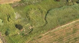 Εντοπίστηκε φυτεία δενδρυλλίων κάνναβης στη Μεσσηνία                                                                                                     275x150