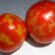 Μεσσηνία: Ανακοίνωση για τον ιό της καστανής ρυτίδωσης των καρπών της ντομάτας                                                  55x55