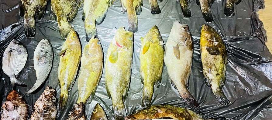 Κατάκολο: Έλεγχος σε σκάφος εντόπισε 15 κιλά ψάρια πολύ μικρότερα από το επιτρεπόμενο όριο αλίευσης