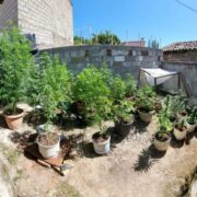Συνελήφθη καλλιεργητής ναρκωτικών στην Κέρκυρα                                                                                          180x180