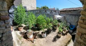Συνελήφθη καλλιεργητής ναρκωτικών στην Κέρκυρα                                                                                          275x150