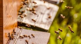 Μεσσηνία: Οδηγίες στους μελισσοκόμους για την περίοδο του καύσωνα                  275x150