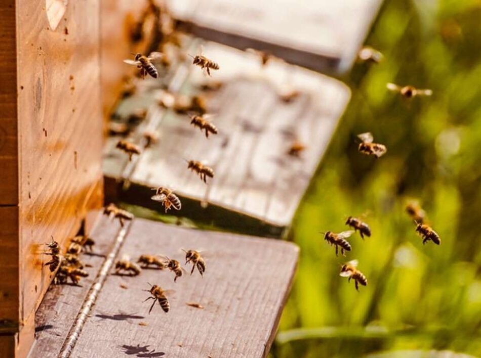 Μεσσηνία: Οδηγίες στους μελισσοκόμους για την περίοδο του καύσωνα                  950x708