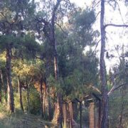 Θεσσαλονίκη Θεσσαλονίκη: 700 νέα δέντρα θα φυτευτούν στο δάσος του Σέιχ Σου                 180x180