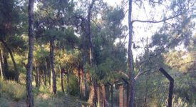 Θεσσαλονίκη Θεσσαλονίκη: 700 νέα δέντρα θα φυτευτούν στο δάσος του Σέιχ Σου                 275x150