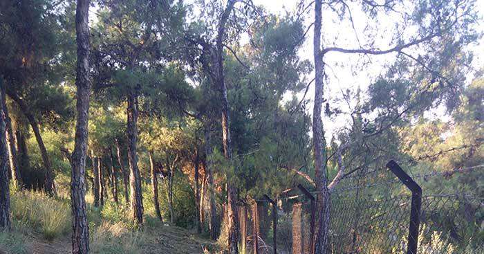 Θεσσαλονίκη Θεσσαλονίκη: 700 νέα δέντρα θα φυτευτούν στο δάσος του Σέιχ Σου