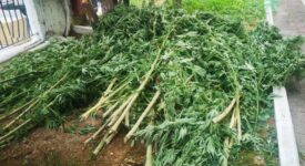 Συνελήφθησαν καλλιεργητές κάνναβης στην Ημαθία                                                                                          275x150