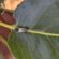 Πρώτα αποτελέσματα από την παρακολούθηση των πληθυσμών των εντόμων της καστανιάς του Πάρνωνα Pammene fasciana 55x55