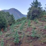 Εντοπίστηκε φυτεία κάνναβης με εκατοντάδες δενδρύλλια στην Ορεινή Ναυπακτία                                                                                               180x180