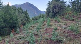 Εντοπίστηκε φυτεία κάνναβης με εκατοντάδες δενδρύλλια στην Ορεινή Ναυπακτία                                                                                               275x150