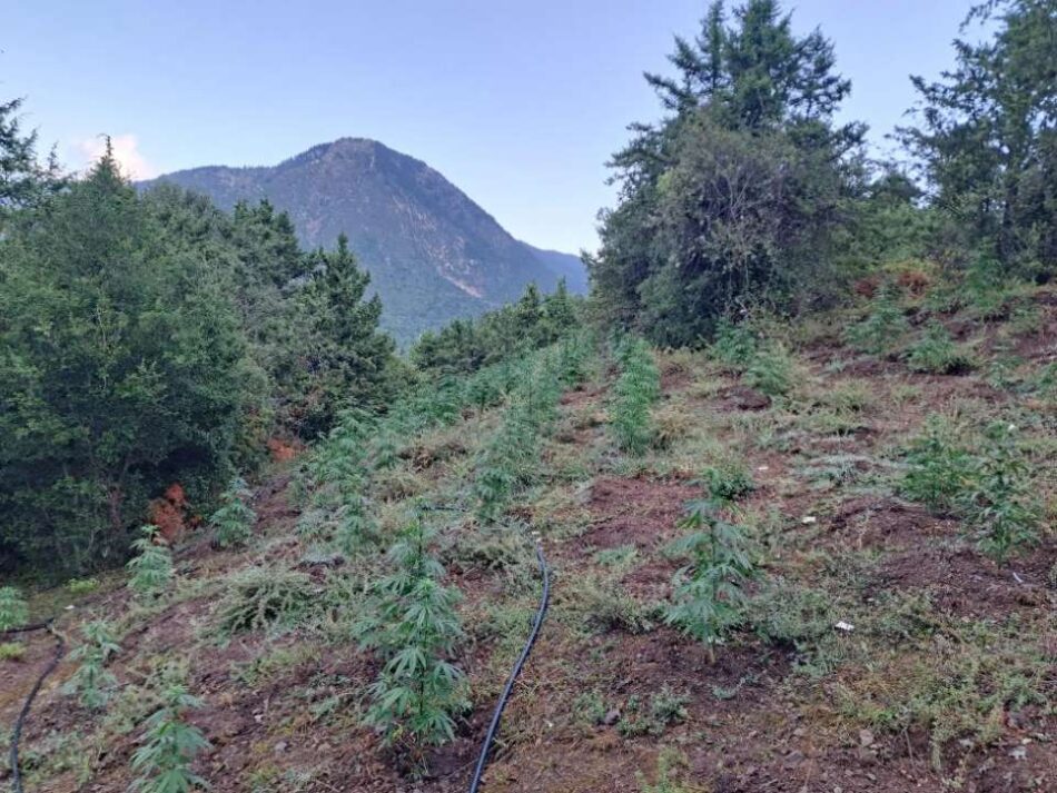 Εντοπίστηκε φυτεία κάνναβης με εκατοντάδες δενδρύλλια στην Ορεινή Ναυπακτία                                                                                               950x713