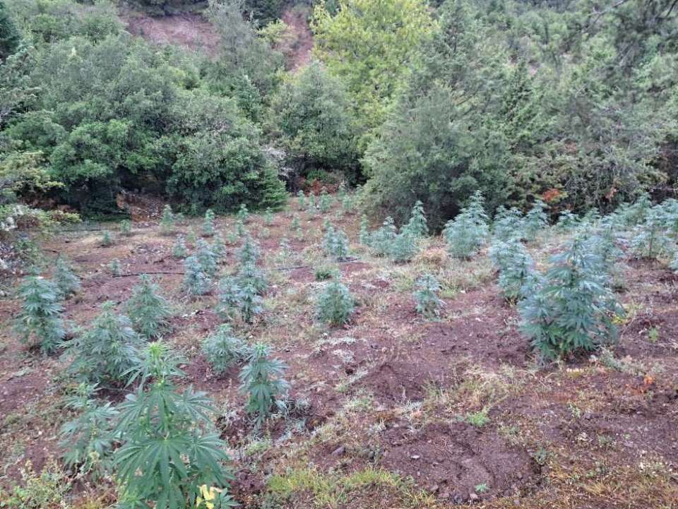 Εντοπίστηκε φυτεία κάνναβης με εκατοντάδες δενδρύλλια στην Ορεινή Ναυπακτία                                                                                               1