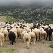 Παροχή ζωοτροφών σε πληγέντες κτηνοτρόφους του Δήμου Τρικκαίων                180x180
