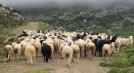 Παροχή ζωοτροφών σε πληγέντες κτηνοτρόφους του Δήμου Τρικκαίων                275x150