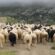 Παροχή ζωοτροφών σε πληγέντες κτηνοτρόφους του Δήμου Τρικκαίων                55x55