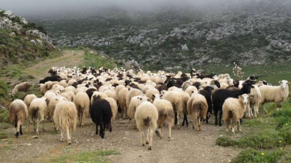 Παροχή ζωοτροφών σε πληγέντες κτηνοτρόφους του Δήμου Τρικκαίων                950x533