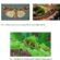 Λακωνία: Εμφάνιση επιβλαβούς εντόμου σε καλλιέργειες νωπής τομάτας Spodoptera frugiperda 55x55