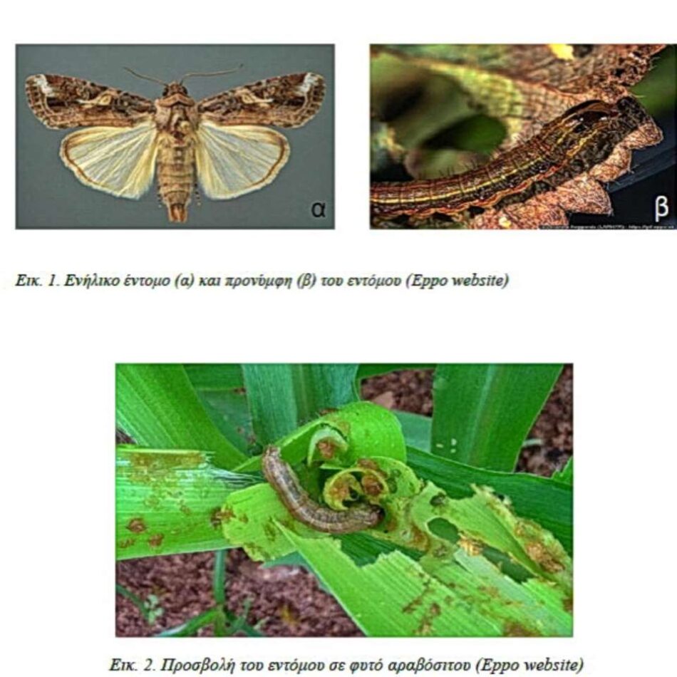 Λακωνία: Εμφάνιση επιβλαβούς εντόμου σε καλλιέργειες νωπής τομάτας Spodoptera frugiperda 950x950