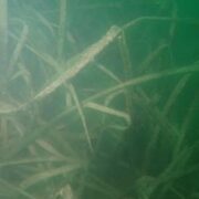 Τα συμπεράσματα του ΙΝΑΛΕ καταρρίπτουν αντιεπιστημονικές εκτιμήσεις και fakenews για τον Παγασητικό κόλπο                   Posidoniaoceanica                                                          180x180