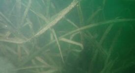 Τα συμπεράσματα του ΙΝΑΛΕ καταρρίπτουν αντιεπιστημονικές εκτιμήσεις και fakenews για τον Παγασητικό κόλπο                   Posidoniaoceanica                                                          275x150