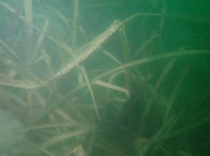 Τα συμπεράσματα του ΙΝΑΛΕ καταρρίπτουν αντιεπιστημονικές εκτιμήσεις και fakenews για τον Παγασητικό κόλπο                   Posidoniaoceanica