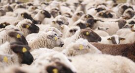 Αύριο η πληρωμή προκαταβολών ζωϊκού κεφαλαίου στους κτηνοτρόφους της Θεσσαλίας                275x150