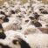 Θεσσαλία: Δωρεάν μελέτες για κτηνοτροφικές εγκαταστάσεις και αντικατάσταση ζωικού κεφαλαίου                55x55