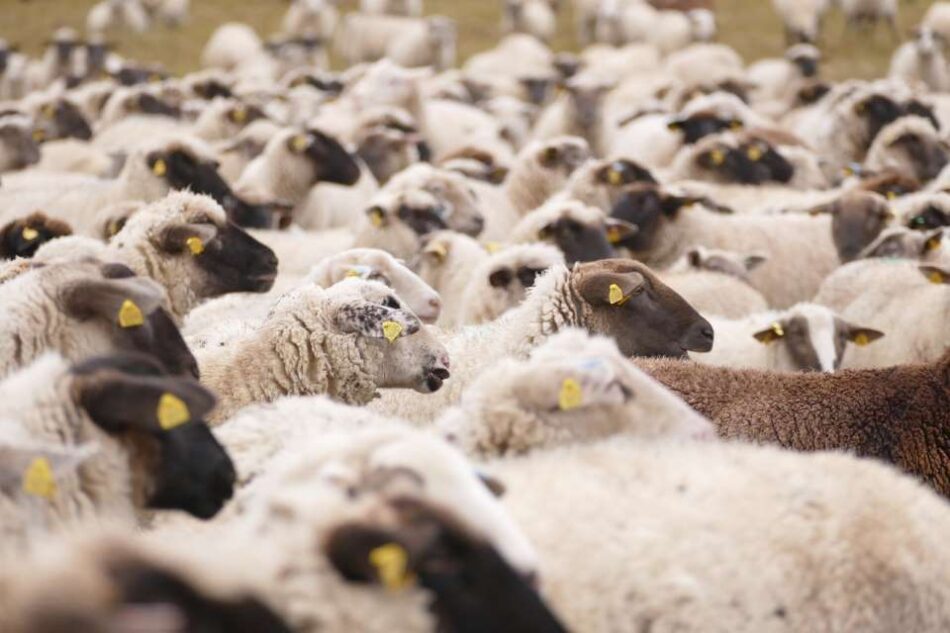 Αύριο η πληρωμή προκαταβολών ζωϊκού κεφαλαίου στους κτηνοτρόφους της Θεσσαλίας                950x633