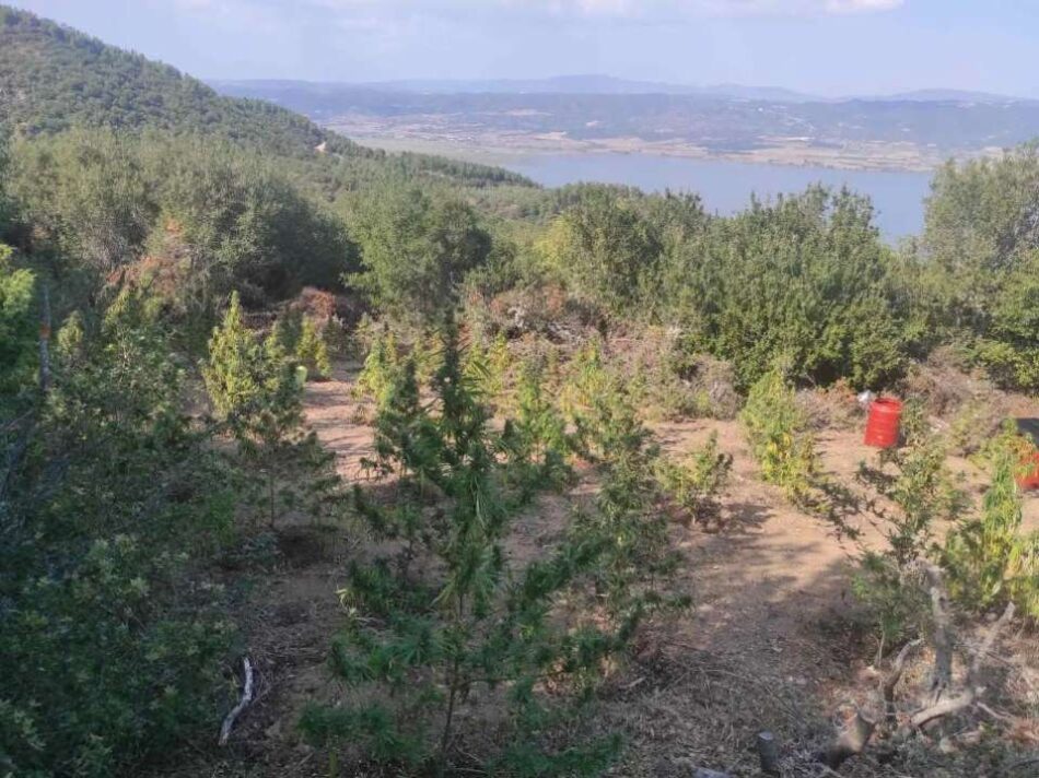 Συνελήφθησαν καλλιεργητές κάνναβης στη Θεσσαλονίκη                                                                                                  950x712