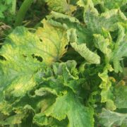 Ηράκλειο: Εμφάνιση επιβλαβούς ιού σε υπαίθριες καλλιέργειες κολοκυθιού     mato leaf curl New Delhi virus 180x180