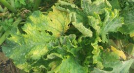 Ηράκλειο: Εμφάνιση επιβλαβούς ιού σε υπαίθριες καλλιέργειες κολοκυθιού     mato leaf curl New Delhi virus 275x150
