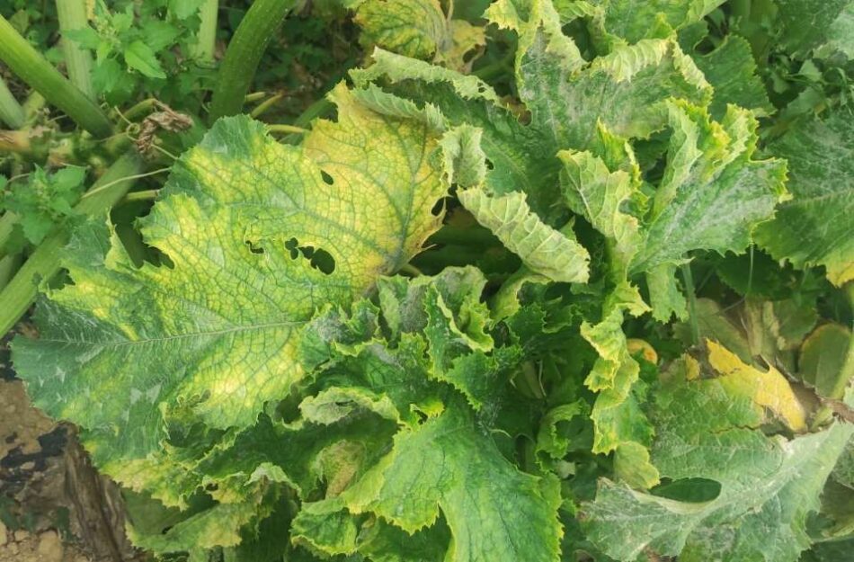 Ηράκλειο: Εμφάνιση επιβλαβούς ιού σε υπαίθριες καλλιέργειες κολοκυθιού     mato leaf curl New Delhi virus 950x625