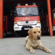 Το Πυροσβεστικό Σώμα αποχαιρετά τον διασωστικό σκύλο της 6ης ΕΜΑΚ        6            180x180