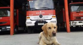 Το Πυροσβεστικό Σώμα αποχαιρετά τον διασωστικό σκύλο της 6ης ΕΜΑΚ        6            275x150