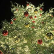 Ο Δήμος Πειραιά φωταγώγησε το Χριστουγεννιάτικο δένδρο του                                                                                                               180x180