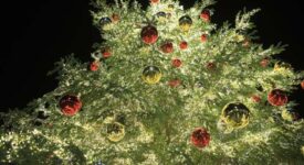 Ο Δήμος Πειραιά φωταγώγησε το Χριστουγεννιάτικο δένδρο του                                                                                                               275x150