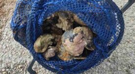 Αλιέας στην Εύβοια ψάρεψε 8 κιλά απαγορευμένα στριδόχτενα                        275x150