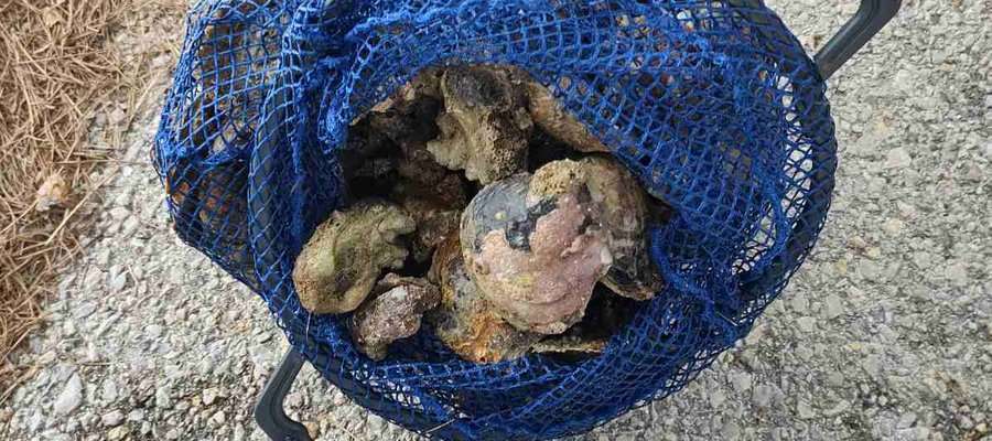 Αλιέας στην Εύβοια ψάρεψε 8 κιλά απαγορευμένα στριδόχτενα