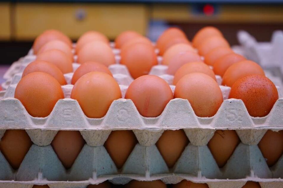 Πλήθος παραβάσεων σε εταιρεία παραγωγής και εμπορίας αυγών στη Θεσσαλονίκη eggs 950x633