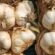Το σκόρδο του Πλατύκαμπου εισέρχεται στην αγορά της Ιαπωνίας              55x55