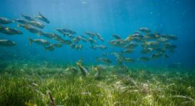 Σταύρος Κελέτσης: Διασφαλίζουμε το μέλλον της αλιείας με τη χρήση νέων τεχνολογιών και δράσεις για βιώσιμη ανάπτυξη Alieia 275x150