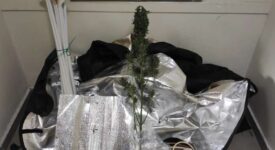 Σύλληψη καλλιεργητή ναρκωτικών στη Θεσπρωτία                                                                                      275x150