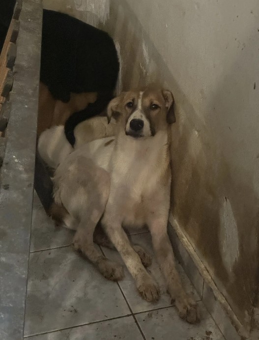 Θεσσαλονίκη: Έλεγχοι σε οικία και οικόπεδο μετά από καταγεγλίες για δεσποζόμενα ζώα συντροφιάς                                                                                                                                                         1